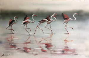 FLAMENCOS del MAR MENOR